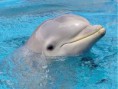 Dolphin Tour